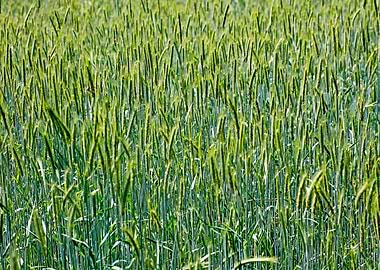 Green agricultural field