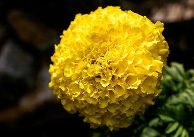Calendula macro flower