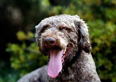 Lagotto Romagnolo Portrait