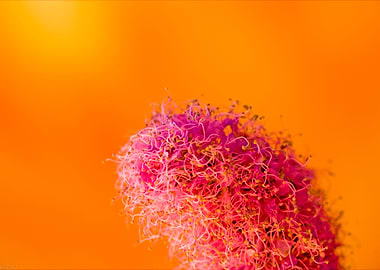 Amazing flower fine art