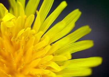 Taraxacum wild flower