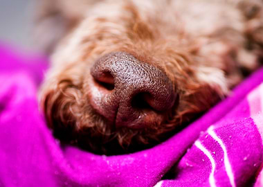 Lagotto Romagnolo Nose