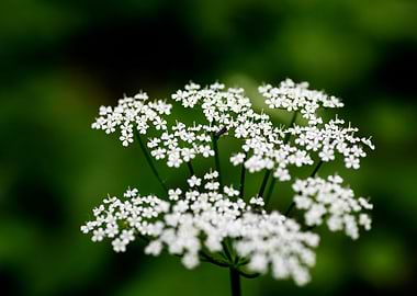 Aegopodium podagraria