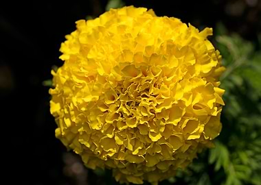 Calendula macro flower