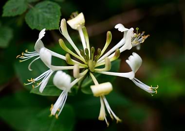 Lonicera etrusca santi