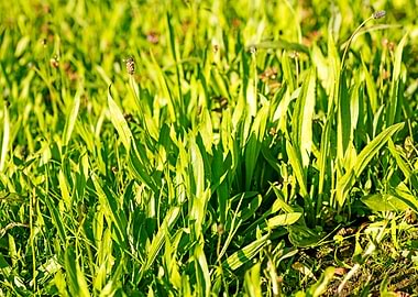 Green leafs macro fine art
