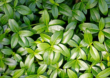Green small leafs macro