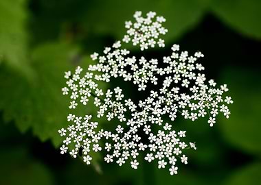 Aegopodium podagraria