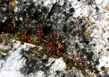 Lichens on rock fine print