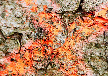 Wooden macro trippy prints