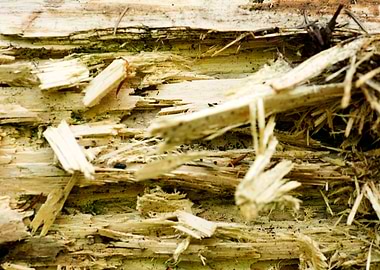 Wooden macro trippy prints