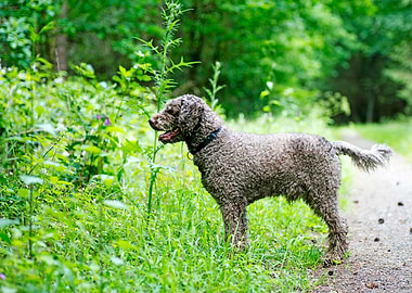 Lagotto Romagnolo portrait