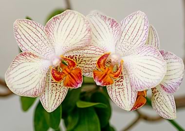 Orchid flower bloosoming