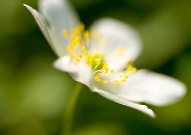 Anemone macro background