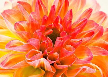 Amazing flower fine art