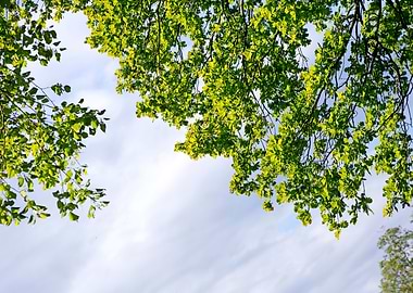 Trees vs blue summer sky