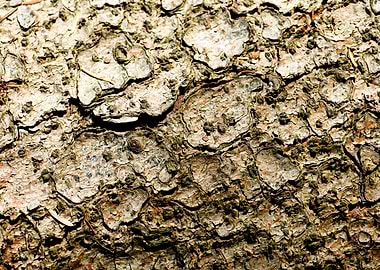 Wooden macro trippy prints