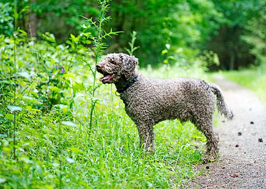 Lagotto Romagnolo portrait