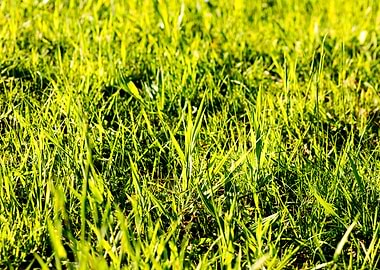 Green leafs macro fine art