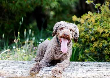 Lagotto Romagnolo Portrait