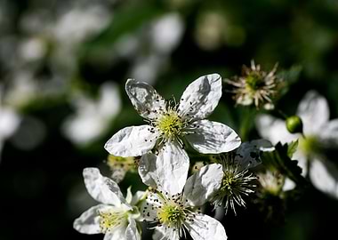 Rubus occidentalis flower