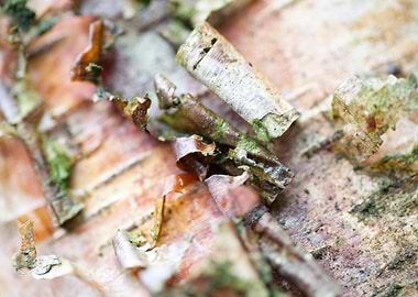 Wood macro trippy abstract