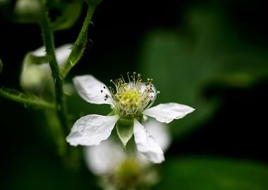 Rubus occidentalis flower