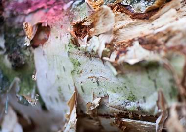 Wood macro trippy abstract