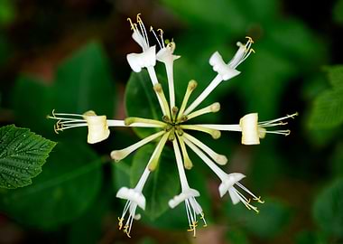 Lonicera etrusca santi