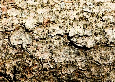 Wooden macro trippy prints