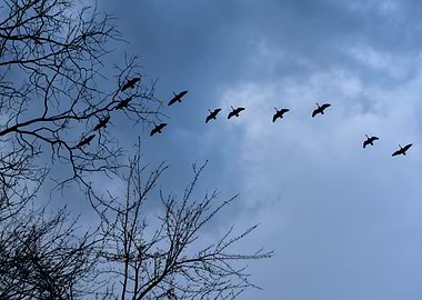 Birds in Flight