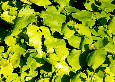 Green leafs macro fine art