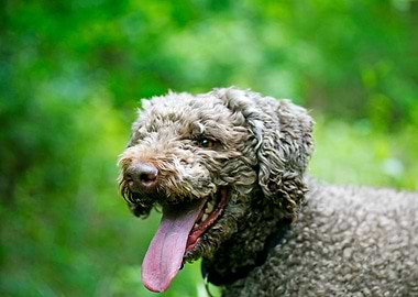 Lagotto Romagnolo portrait