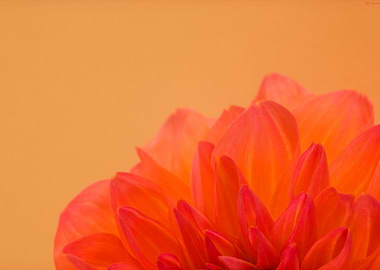 Chrysanthemum flower