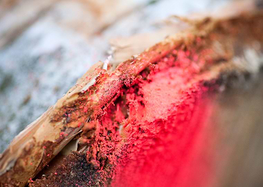 Wood macro trippy abstract