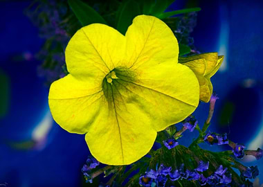 Amazing flower fine art