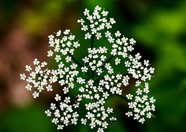 Aegopodium podagraria