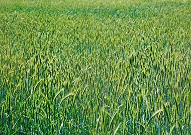 Green agricultural field