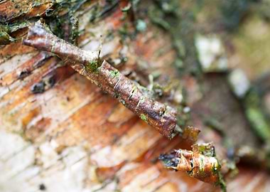 Wood macro trippy abstract