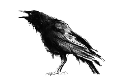Crow