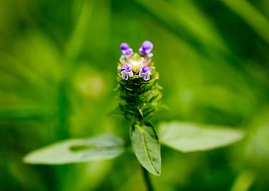 Prunella vulgaris flower
