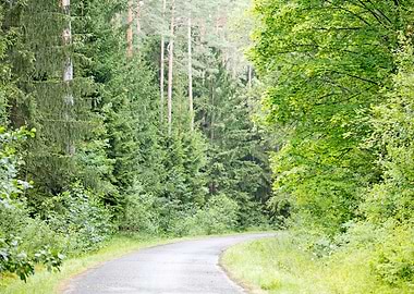 Wild Forest Background