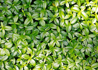 Green small leafs macro