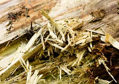 Wooden macro trippy prints