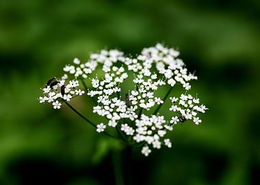 Aegopodium podagraria