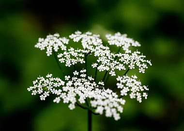 Aegopodium podagraria