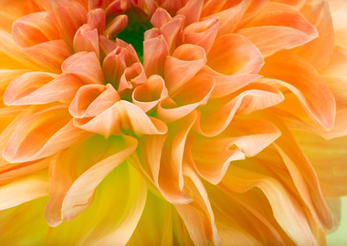 Amazing flower fine art