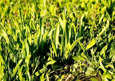 Green leafs macro fine art