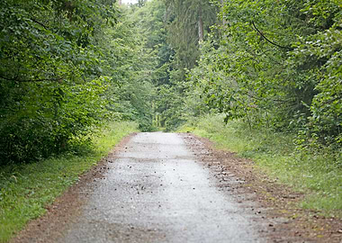 Wild Forest Background