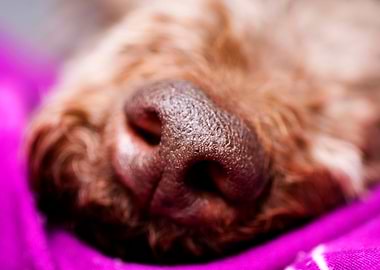 Lagotto Romagnolo Nose